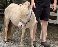 cream-gene-miniature-horse
