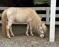 rare-miniature-horse