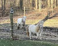 sweet-temperament-miniature-horse