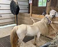 cream-gene-mare