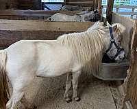 falabella-blend-mare