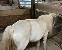 tiny-miniature-mare