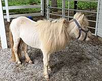 perlino-fbr-horse