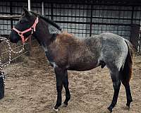 blue-roan-front-coronet-horse