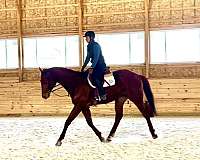 ability-thoroughbred-horse