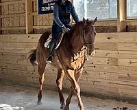 all-thoroughbred-horse