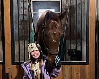 all-around-thoroughbred-horse