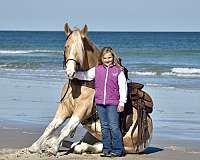 trail-horse-tennessee-walking