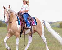 family-horse-tennessee-walking