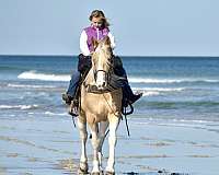 twhbea-tennessee-walking-horse
