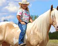 gaited-horse-tennessee-walking