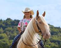 my-horse-connection-tennessee-walking