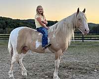 horse-for-sale-tennessee-walking