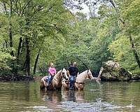 western-horse-tennessee-walking