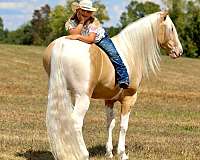 western-dressage-horse-tennessee-walking