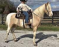 tennessee-walking-horse