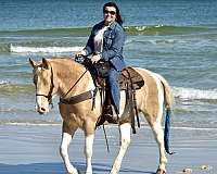 trail-horse-for-sale-tennessee-walking