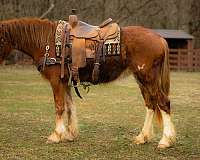 gymkhana-shire-horse