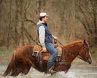 native-costume-shire-horse