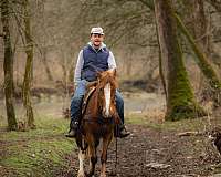 wester-shire-horse
