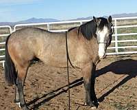 all-around-quarter-horse