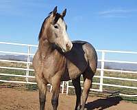 athletic-quarter-horse