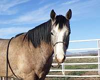 barrel-quarter-horse
