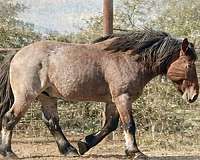 smokey-black-hunter-jumper-horse