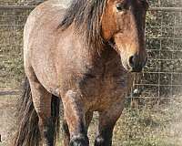 smokey-black-jumping-horse