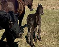 smokey-black-working-ca-horse