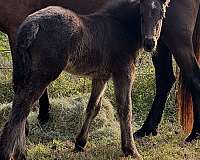 smokey-black-team-driving-horse