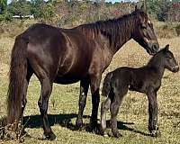 9-hand-draft-colt