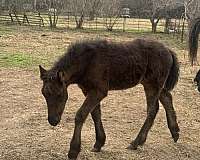 smokey-black-draft-colt