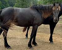 smokey-black-draft-for-sale