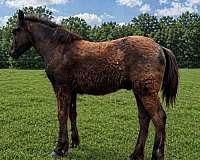 black-roan-draft-horse
