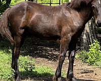 working-ca-draft-horse