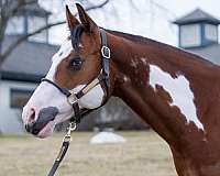 barrel-racing-paint-horse