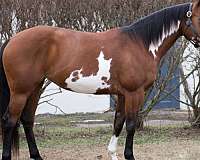 breeding-paint-horse