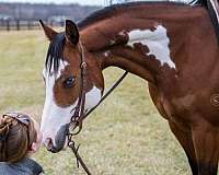 calf-roping-paint-horse