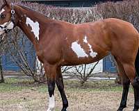 flashy-paint-horse