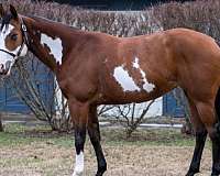 husband-safe-paint-horse