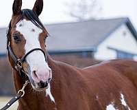 performance-paint-horse