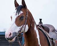 ranch-paint-horse
