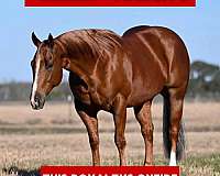 all-around-quarter-horse