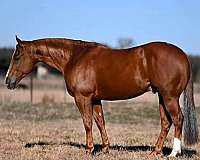 athletic-quarter-horse