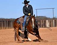 calf-roping-quarter-horse