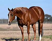 cutting-quarter-horse