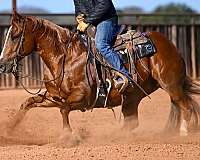 flashy-quarter-horse