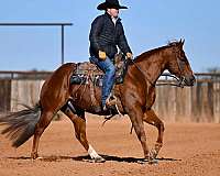 ranch-quarter-horse