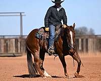 ranch-versatility-quarter-horse